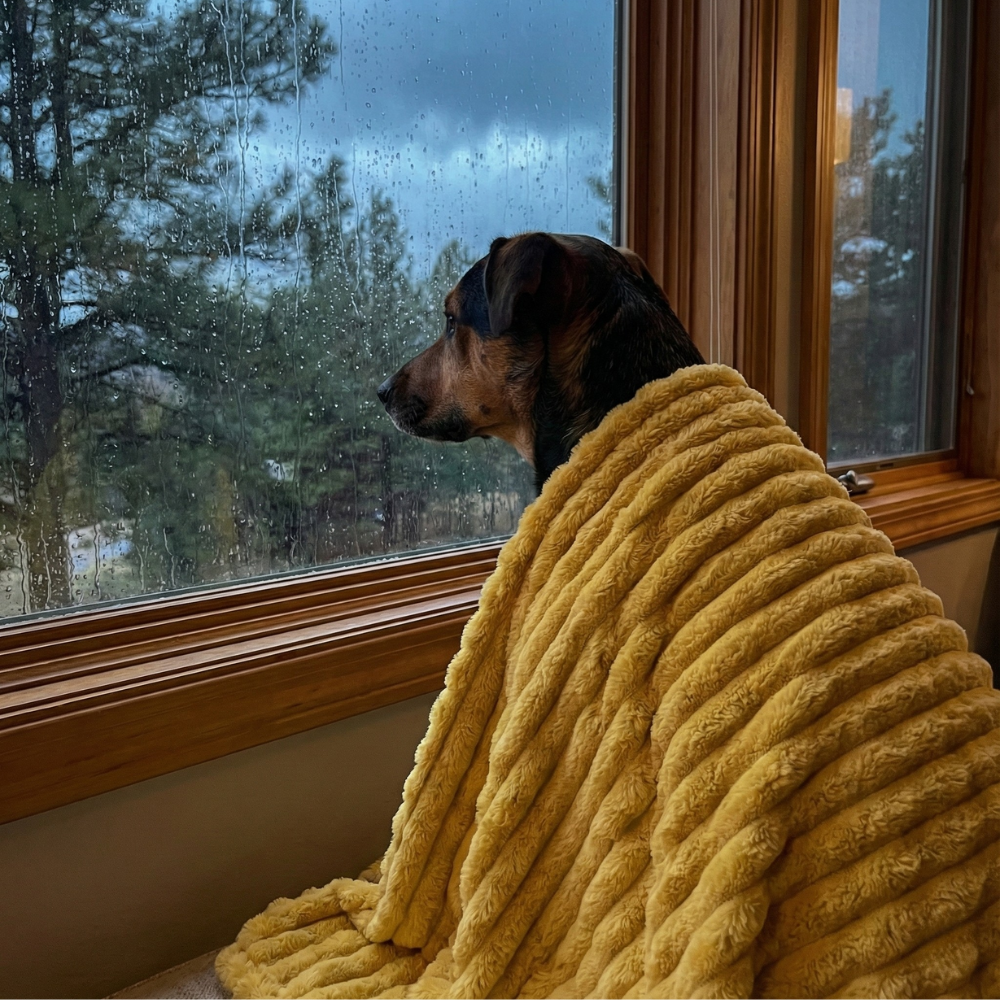 Emotional Support Blanket